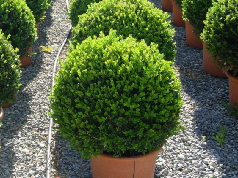 Forms from a boxwood plant