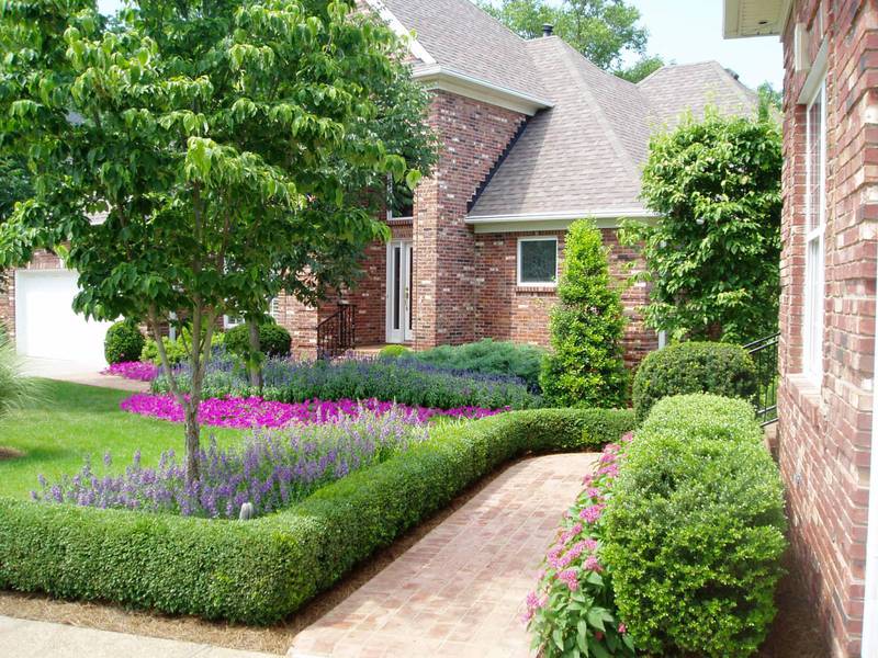 How to plant a boxwood bush