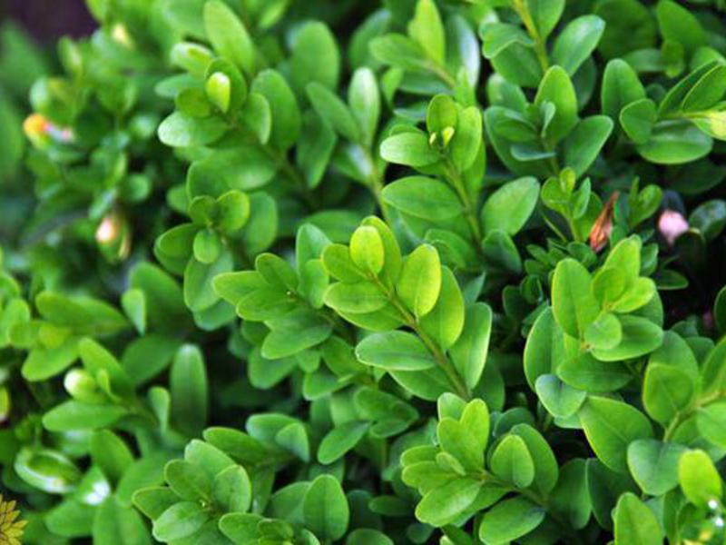 Boxwood evergreen