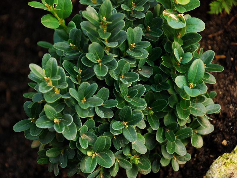 Planting boxwood in your garden