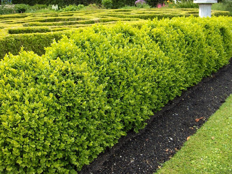 Green boxwood plant