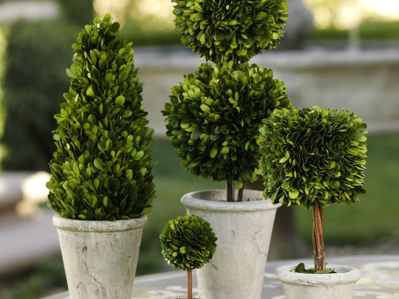 How to plant boxwood