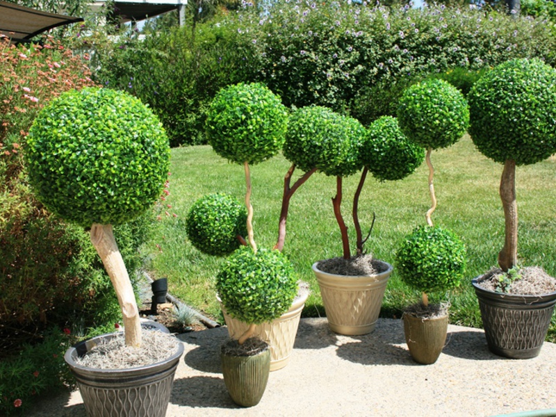 Figures from the boxwood plant