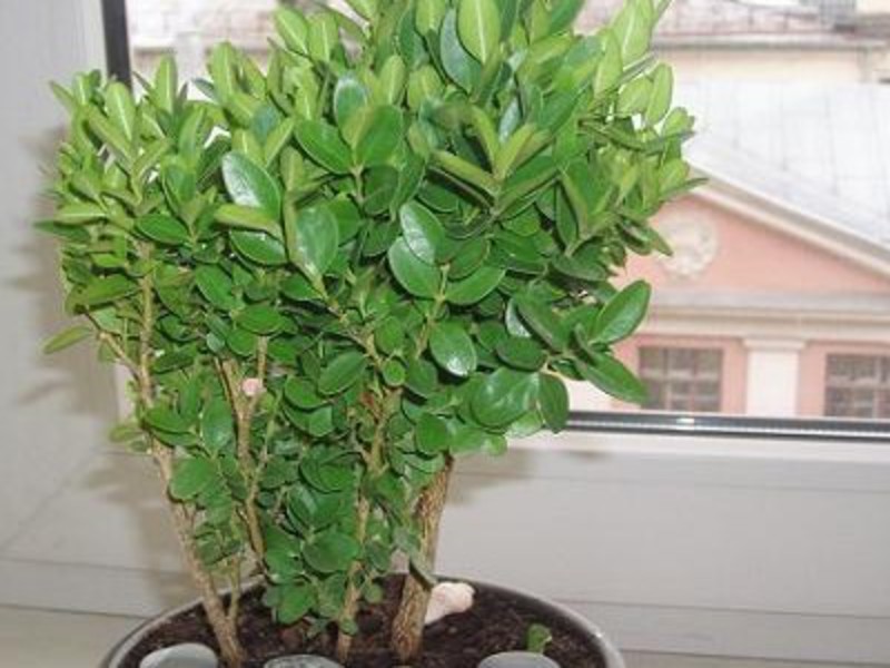 Boxwood at home