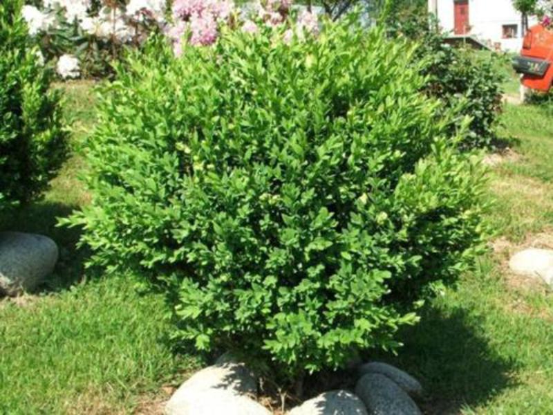 Decorative decoration with boxwood