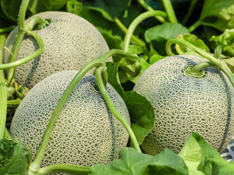 List of popular cantaloupe varieties