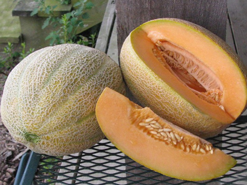 New popular varieties of cantaloupe melon