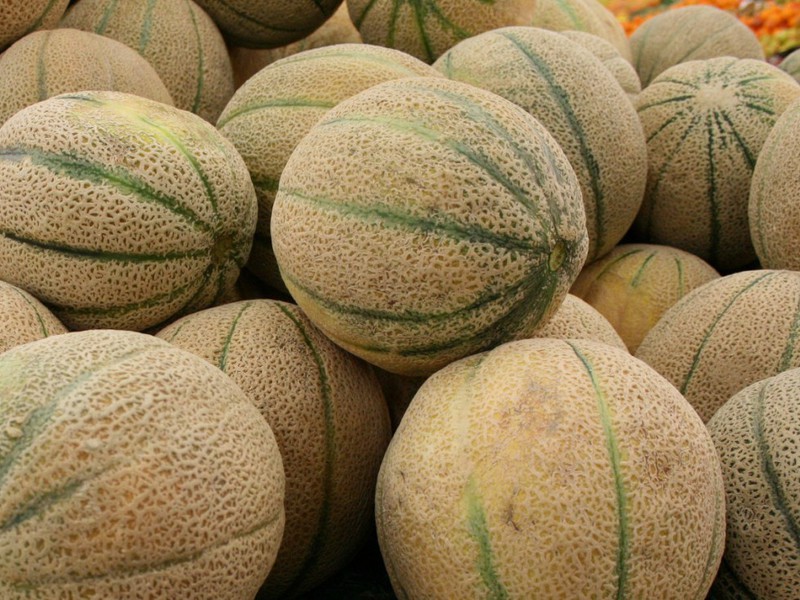 Features of the Charente cantaloupe