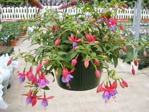 Fuchsia home care