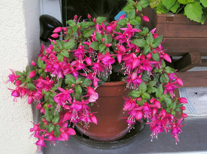 Fuchsia flowering period