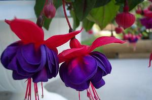 Blooming fuchsia