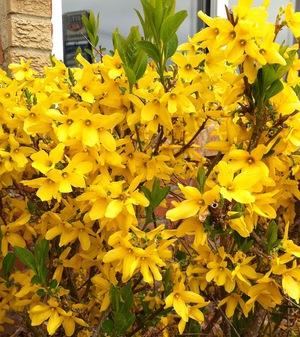 Conditions for the plant forsythia