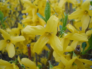 Forsythia plant varieties