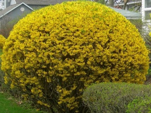 Diseases of forsythia