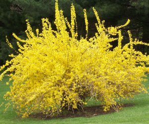 Using the forsythia plant in decor