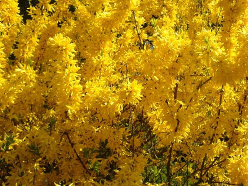 How long does forsythia bloom