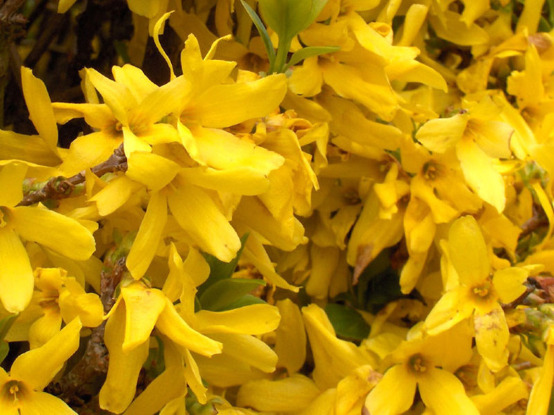 Forsythia in blooming state