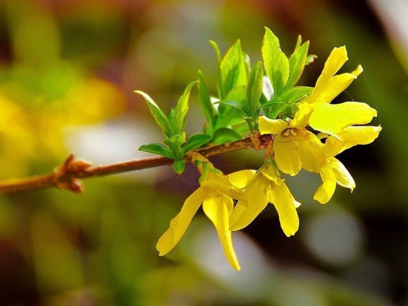 Types of forsythia