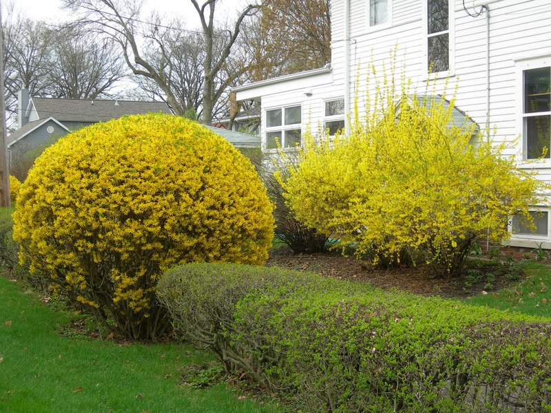 How to trim forsythia