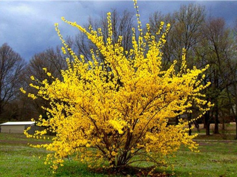 Varieties of forsythia