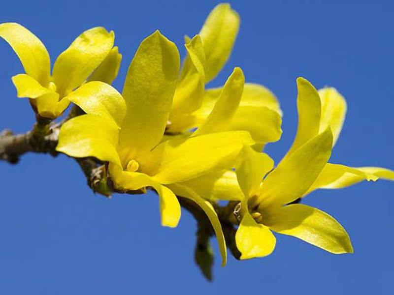 Forsythia plant