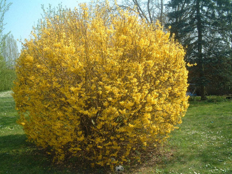 Garden plant forsythia