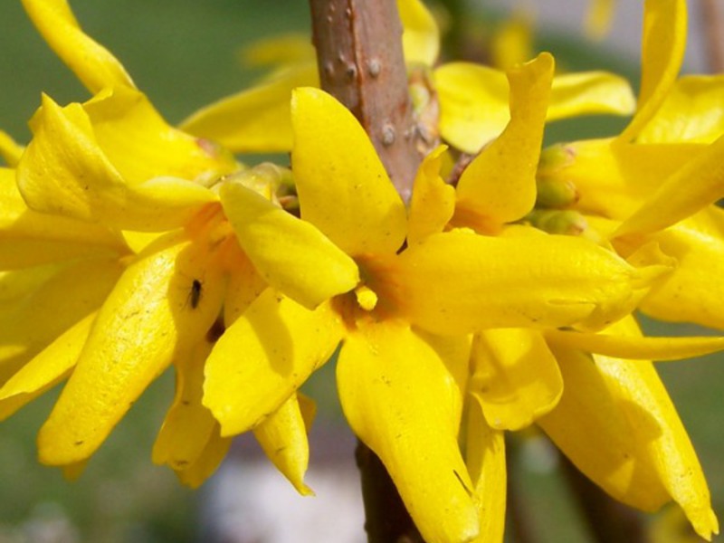 Types of forsythia