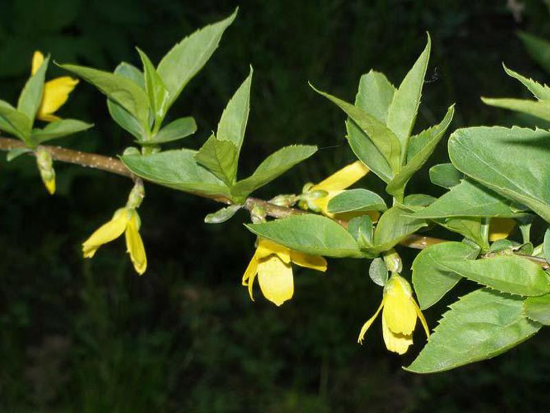 Blooming forsythia bush