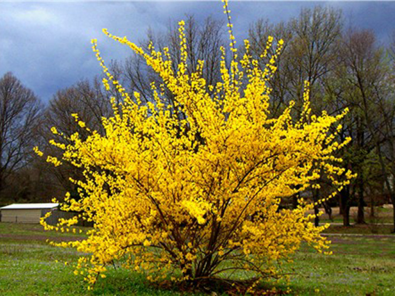 Planting and caring for forsythia