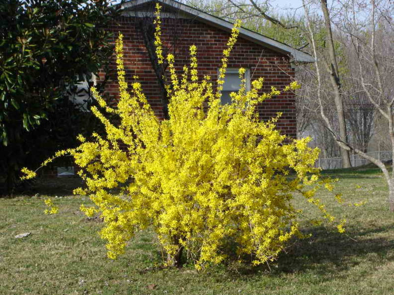 How the forsythia plant is used