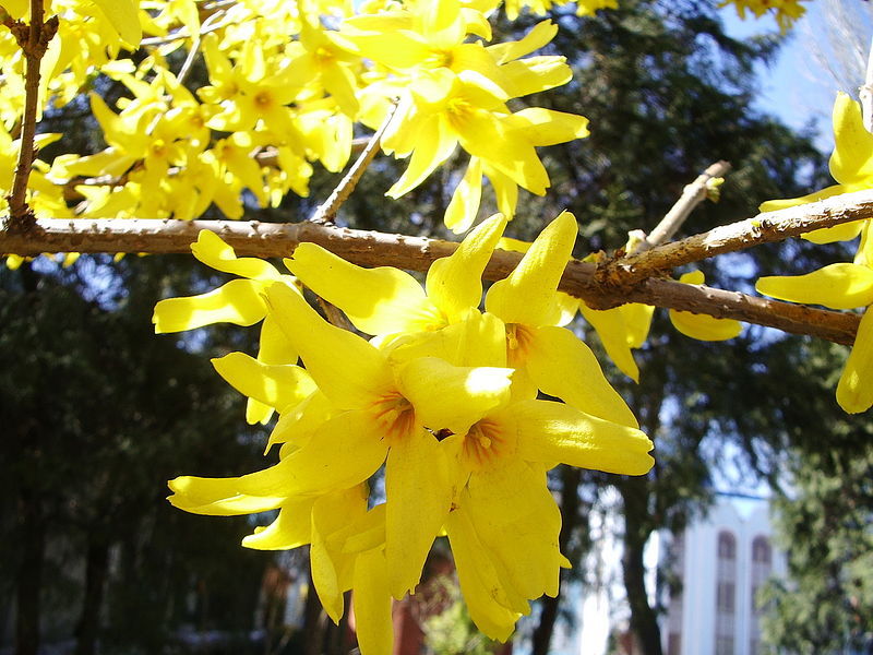 Garden plant forsythia