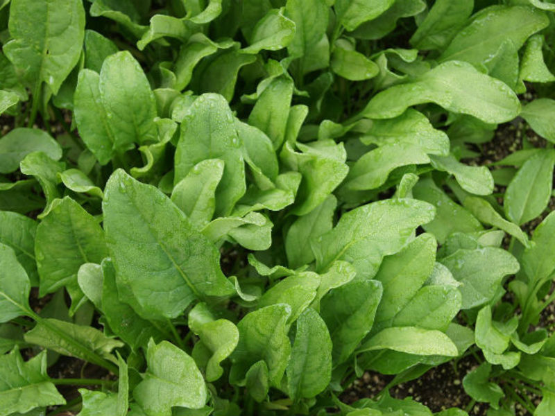 Is spinach harmful?