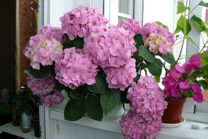 Indoor hydrangea: home care, varieties and photos