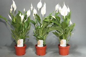 What is the peculiarity of spathiphyllum