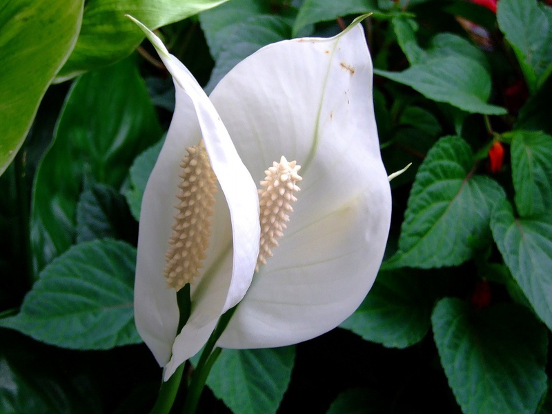 Spathiphyllum blossom period