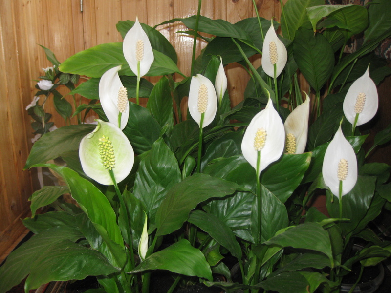 How to take care of spathiphyllum