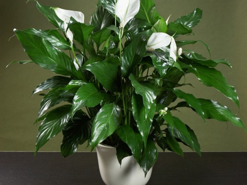 Description of the flower spathiphyllum