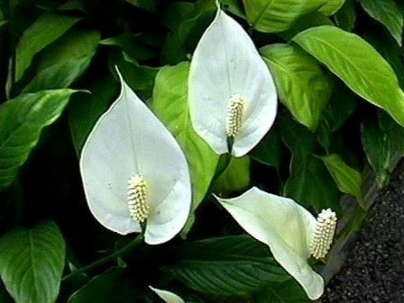 What spathiphyllum flower loves