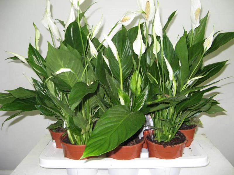 Spathiphyllum flower care rules