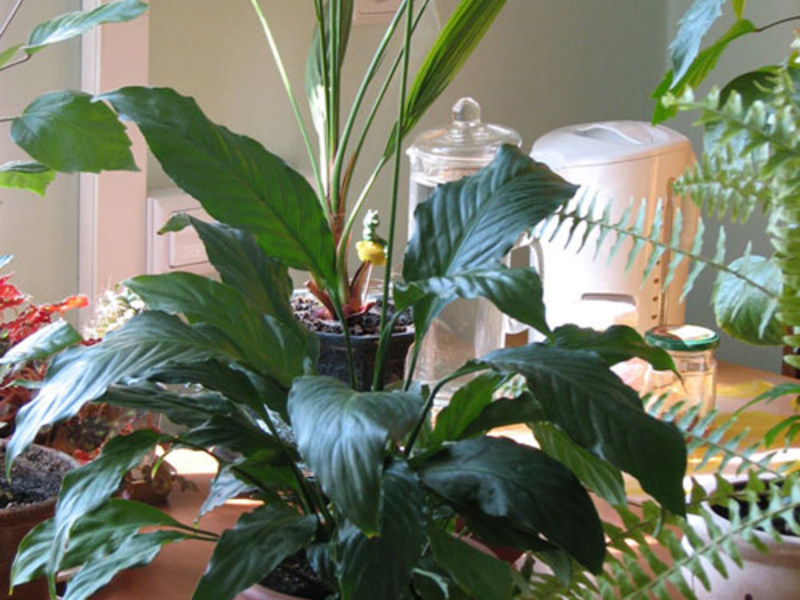 Spathiphyllum flower spraying procedures