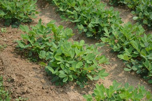 Peanuts in the beds