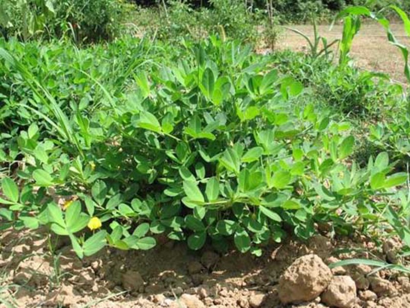 Peanuts originally began to grow in South America