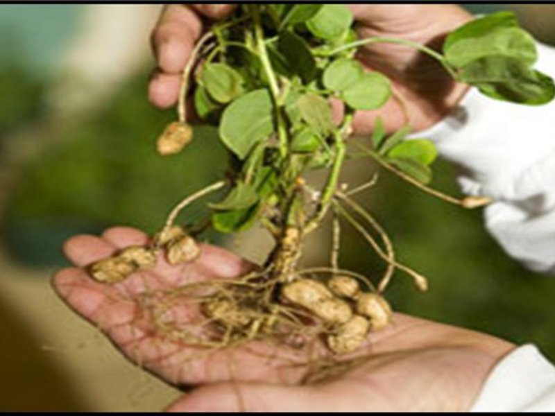 Growing peanuts