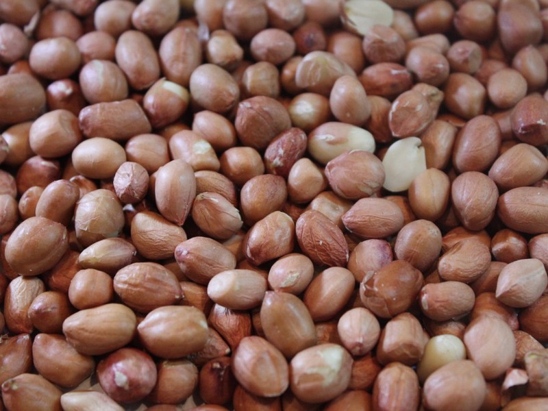 Peanut harvest