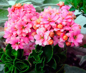 Flowering Kalanchoe