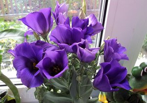 Sowed eustoma seeds