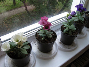 Eustoma growing rules