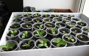 Eustoma in a greenhouse