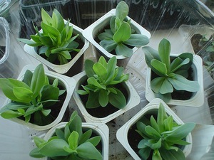 How to get good seedlings of eustoma flower