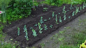 Eustoma seedlings